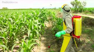 Aspersión del maíz con bomba de espalda Knapsack spraying maize [upl. by Narej809]