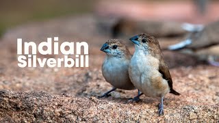 Indian silverbill or whitethroated munia Euodice malabarica 4K Hampi Karnataka India [upl. by Guimond]