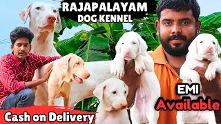 500rsக்கு Rajapalayam குட்டிகள் கிடைக்கும்cooperative kennelrajapalayamnativeindianbreedpets [upl. by Scales]