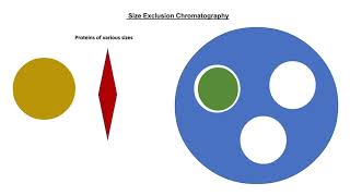 Biotechnology Hydrophobic Interaction amp Gel filtration Chromatography [upl. by Airetnahs]