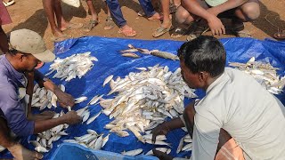 Chilika fish balugaon jt pentha machha market odisha MRCHILIKAVlog [upl. by Roxana]