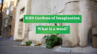 What is a weed Behind the scenes with the RHS Garden Wisley Young Curators  The RHS [upl. by Infield254]