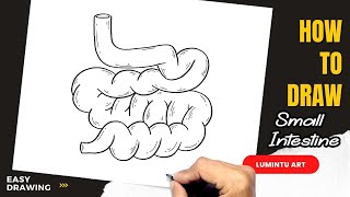 How to draw Small Intestine  Easy Small Intestine Drawing [upl. by Enad]