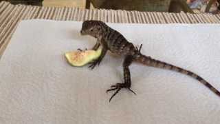 Cyclura Blue Rock Iguana Baby Beta eating fig Oct 9 2013 [upl. by Ingalls]