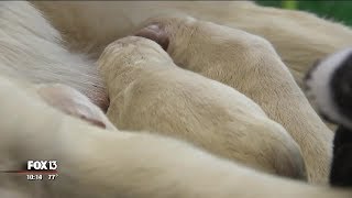 Service dog delivers eight puppies at airport gate [upl. by Aynahs294]