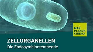 Zellorganellen  Die Endosymbiontentheorie [upl. by Groark]