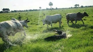 500 years Ranchin in FLORIDA 🌴🐊🐂🍊⚓️ [upl. by Acirahs632]