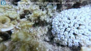 Cushion coral Cladocora caespitosa Madrepora a ccuscino wwwintotheblueit [upl. by Esiahc]