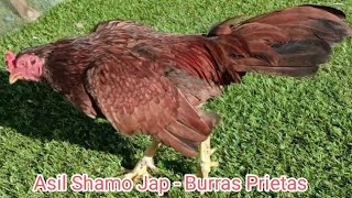 Hechicero bp Asil Shamo Jap Rancho Burras Prietas Gto  Farm Owner Eugenio Becerril [upl. by Fleeman166]