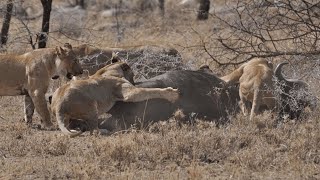 Predadores Africanos  Pântanos [upl. by Lebezej]