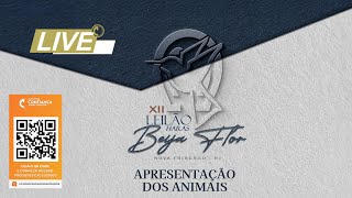 Live de Apresentação dos Animais Haras BeijaFlor [upl. by Shanley839]