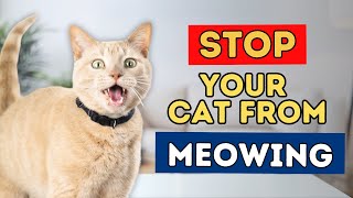 How To Stop Your Cat From Meowing and Yowling [upl. by Kato]