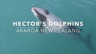 Swimming with Hectors Dolphins in Akaroa New Zealand Onuku Farm Hostel [upl. by Labors]