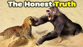 GORILLA vs LEOPARD  The Honest Truth gorilla leopard animals [upl. by Bor780]