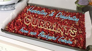 Harvesting amp Dehydrating Currants from Our Backyard Garden [upl. by Ssew]