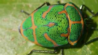 アカスジキンカメムシ Poecilocoris lewisi の歩行 [upl. by Ellehcsar768]