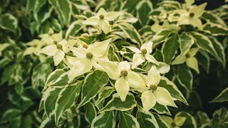 Variegated Japanese Dogwood  Wolf Eyes  Cornus Kousa Dogwood Tree [upl. by Grinnell]