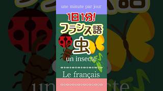 1日1分フランス語☆虫☆フランス語 英語 1日1分フランス語 フランス語単語 フランス語聞き流し [upl. by Lucio696]