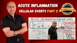 Acute Inflammation Cellular Events  Rolling  Selectins  Immunology  Part 2 [upl. by Irroc]