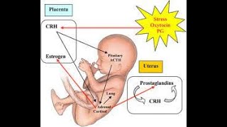 parturition physiology  parturition embryology parturition in humans [upl. by Lledniw]