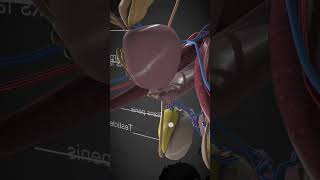 Diagram of Male reproductive system in 3D animation education Science of Zoology  viral [upl. by Haida]