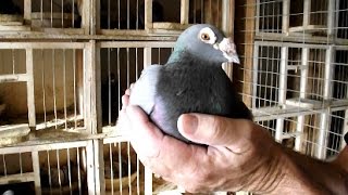 long distance racing pigeons by Joe Richir  Racing Pigeon [upl. by Loginov]