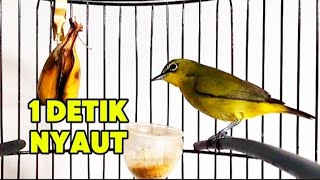 Suara pleci betina bersuatan 1 detik pleci jantan langsunh nyaut [upl. by Phylys]