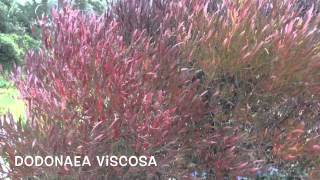 Dodonaea viscosa Garden Center online Costa Brava  Girona [upl. by Herod]