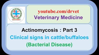 Actinomycosis Part 3  Clinical signs in cattle [upl. by Carling]