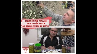 DELİCE ZEYTİN İLAÇ NİYETİNE VE NORMAL ZEYTİN HAKKINDA HERŞEY BÖLÜM 1 [upl. by Ahtimat619]