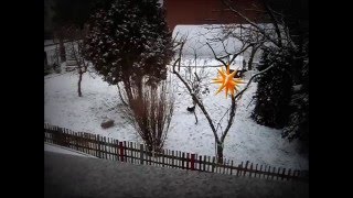 Bolonka Zwetna  Im Winter  Toben im Garten von der Wipse [upl. by Yddeg]