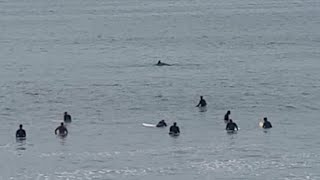 Dolphins put on a show for Surfers [upl. by Ajnin]