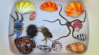 Finding Hermit Crab and Ornamental Fish crab conch snail pufferfish starfish shell sea urchin [upl. by Naxor]