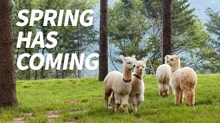 알파카월드의 봄 함께 떠나볼까요  Spring is coming to Alpaca World [upl. by Gaelan]