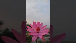 waterlily flowers shortvideo [upl. by Oona190]