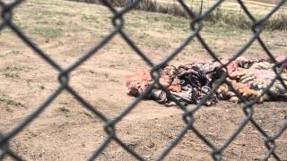 Meat Feed for the lions at Antelope Park [upl. by Vudimir]