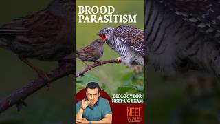 What is BROOD PARASITISM  class 12th Biology for NEETUG EXAM  neet biology science neet [upl. by Estell974]