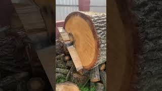 A beautiful oak tree 4 meters long Part 1 wood oak chainsaw [upl. by Noiraa952]