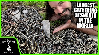 SURROUNDED BY THOUSANDS OF SNAKES Return to the Narcisse Snake Dens [upl. by Peoples]