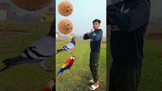 parrot pingen crow peacock 🦚shortsfeed vairalvideo shortsfeed shorts trending [upl. by Sirah433]