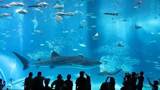 Okinawa Churaumi Aquarium  Gentle Whale Shark Swimming and Feeding [upl. by Aryek]