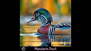 The Mandarin Duck Aix galericulata [upl. by Lorry350]