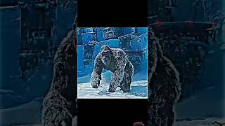 king Kong kong kingkongmovie godzilla shorts shortsfeed [upl. by Eimma]