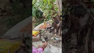 PEPAL K PEAD K FARIYAD SHORTS VIDEO VIRAL TRENDING [upl. by Mindy540]