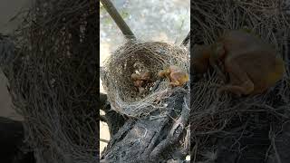 Black drongo bird babies P 23 short youtubeshorts [upl. by Sweeney53]