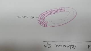 Learn to draw Stratified columnar epithelium histology diagram  Microscopic Anatomy [upl. by Cahilly]