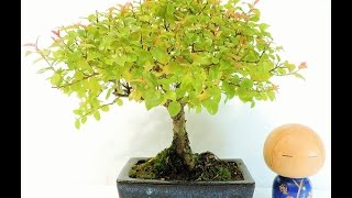 Vídeo Bonsai Ciruelo dulce Chino Bonsai Sageretia theezans SGT02 [upl. by Honoria]