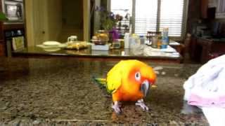 Sun Conure Singing Along to A Whole New World [upl. by Friday]