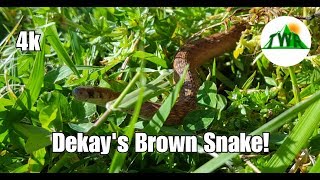 The Dekays Brown SnakeNOT A Baby Copperhead [upl. by Solraced417]