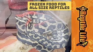 Frozen Reptile Food  Reptile Life [upl. by Avigdor]